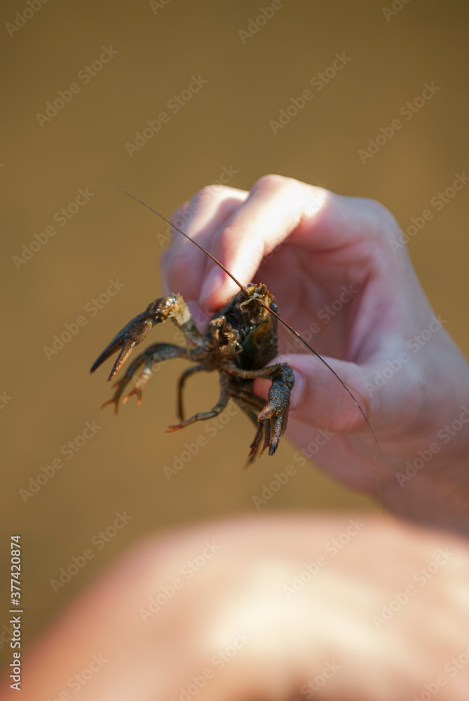 A boy holding a crayfish, close up