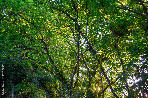 Trees on a Sunny day, Ireland © alan