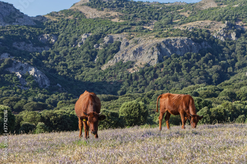 Cattle on a meadow in the Monte Ferru Mountains on Sardinia in italy