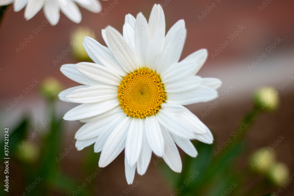 daisy flower daisy flower