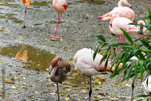 Group of Flamingos in Zoo