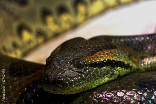 Green Anaconda Face Close up