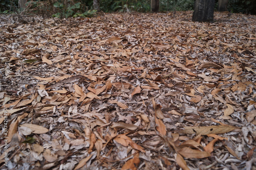 brown background texture of dry branches and leaves in the forest
brown background texture of dry branches and leaves in the forest