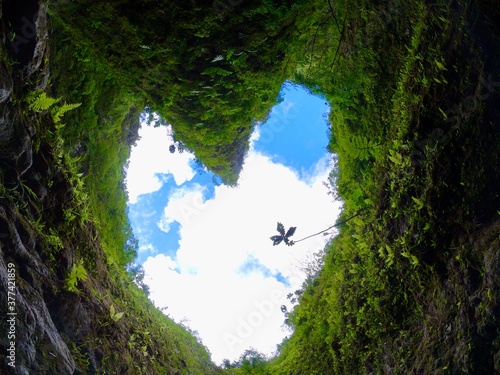 heart shaped tree