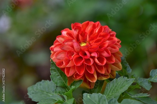 red dahlia flower