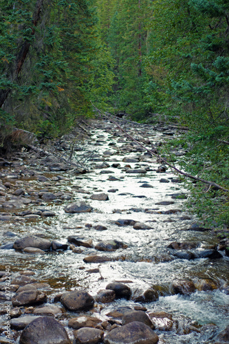 Stream in the forest