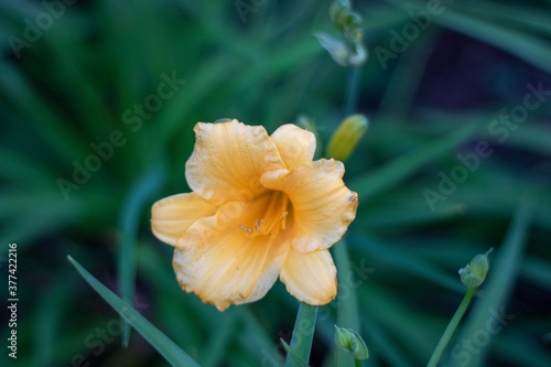 Fototapeta Naklejka Na Ścianę i Meble -  yellow flower with water drops