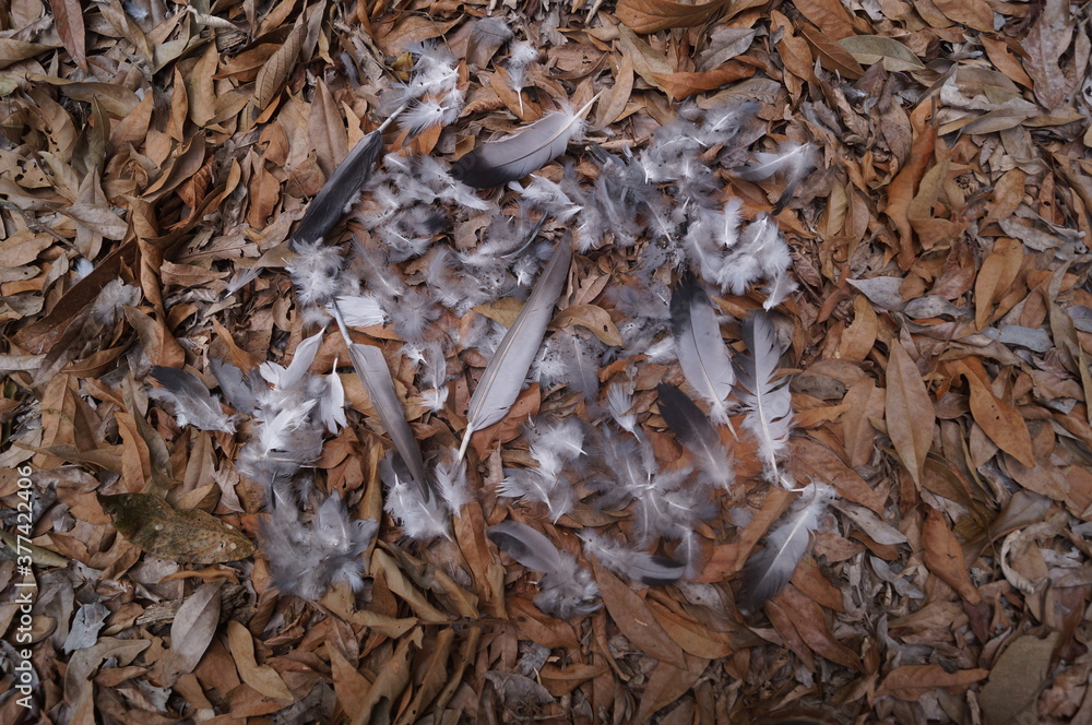 white bird feathers and a brown leaf background
white bird feathers and a brown leaf background
