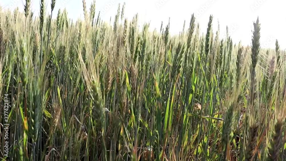 WHEAT PLANTATION
WHEAT PLANTATION