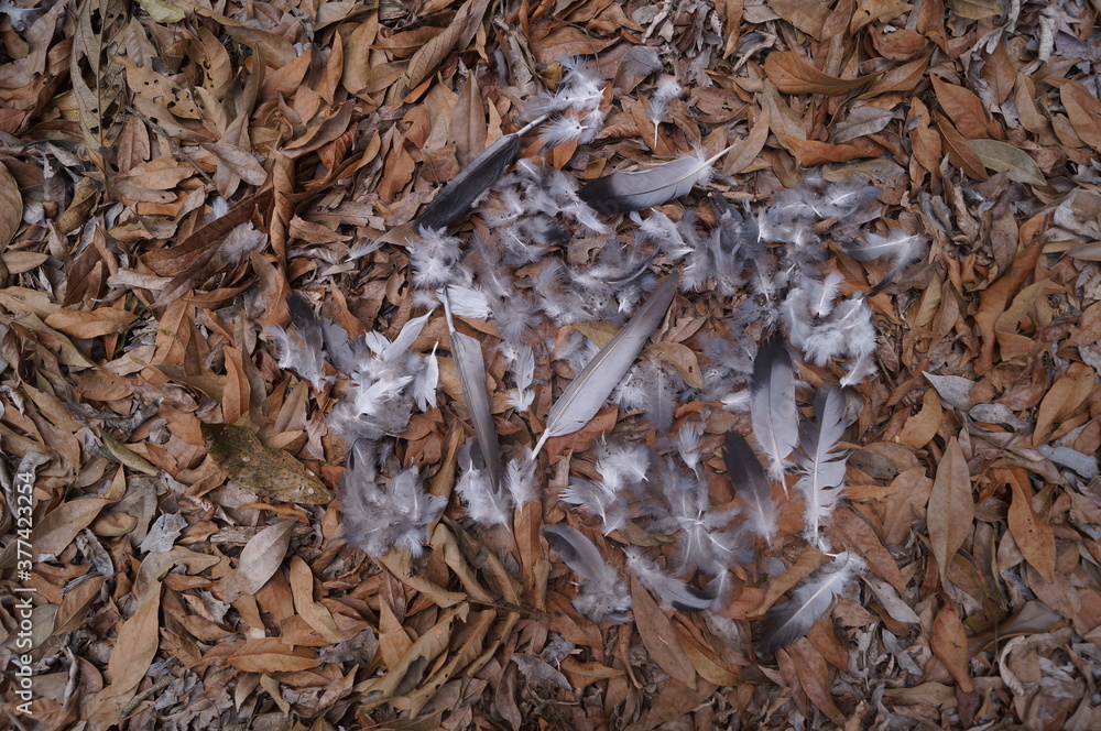 white bird feathers and a brown leaf background
white bird feathers and a brown leaf background