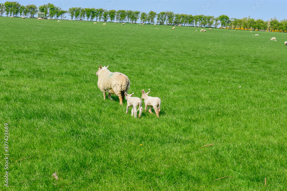 Sheep Grazing, Green Meadow Sunny, Ireland Sheep Grazing, Green Meadow Sunny, Ireland