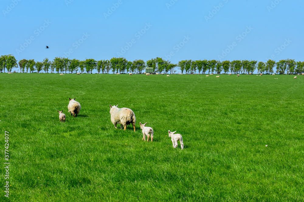 Sheep Grazing, Green Meadow Sunny, Ireland Sheep Grazing, Green Meadow Sunny, Ireland