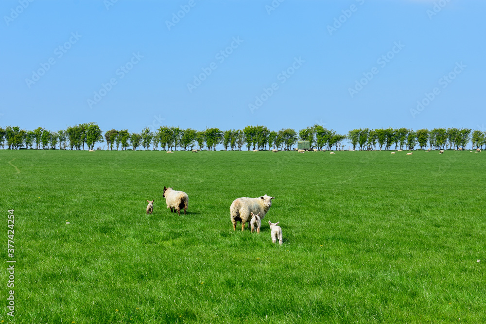 Sheep Grazing, Green Meadow Sunny, Ireland