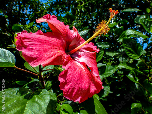 Pink hibiscus flower with green background