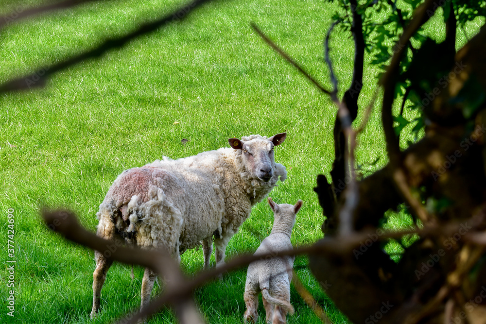 Sheep Grazing, Green Meadow Sunny, Ireland Sheep Grazing, Green Meadow Sunny, Ireland