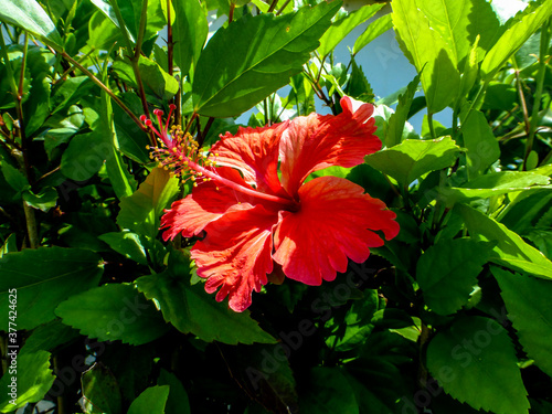 Red hibiscus flower with green background