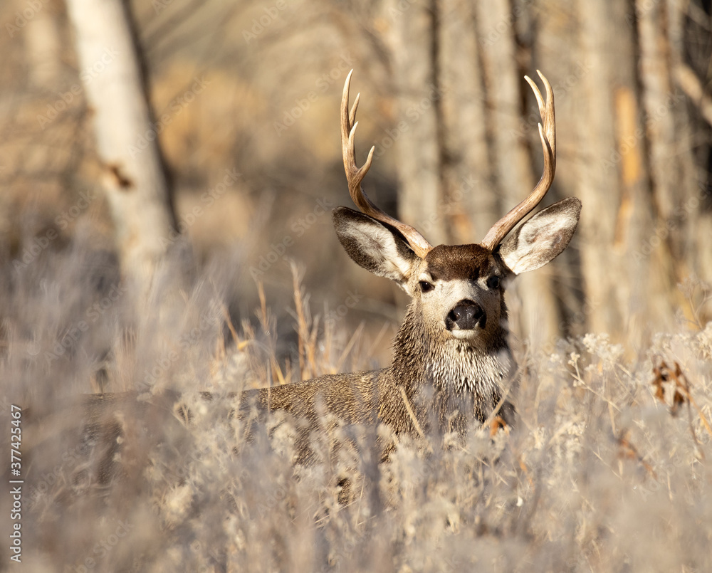 deer in the woods mule deer buck