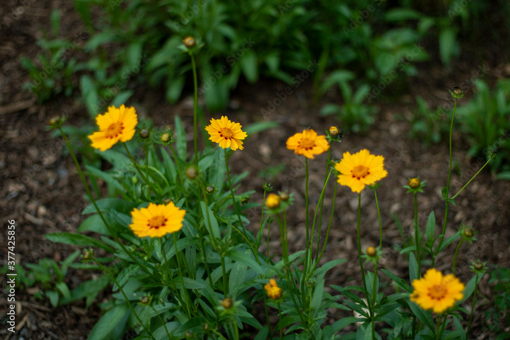 yellow flowers in spring yellow flowers in spring