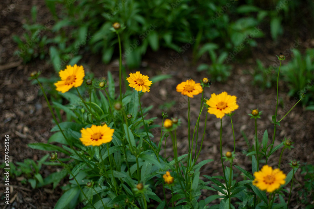 yellow flowers in spring