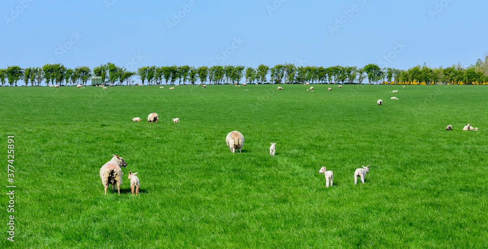 Sheep Grazing, Green Meadow Sunny, Ireland Sheep Grazing, Green Meadow Sunny, Ireland
