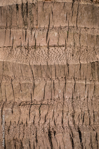Palm bark texture, old palm tree close-up, tropical background, bark pattern