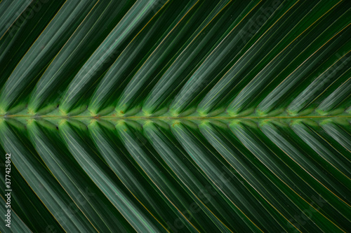 tropical palm leaf texture  large palm foliage  green leaves background  nature