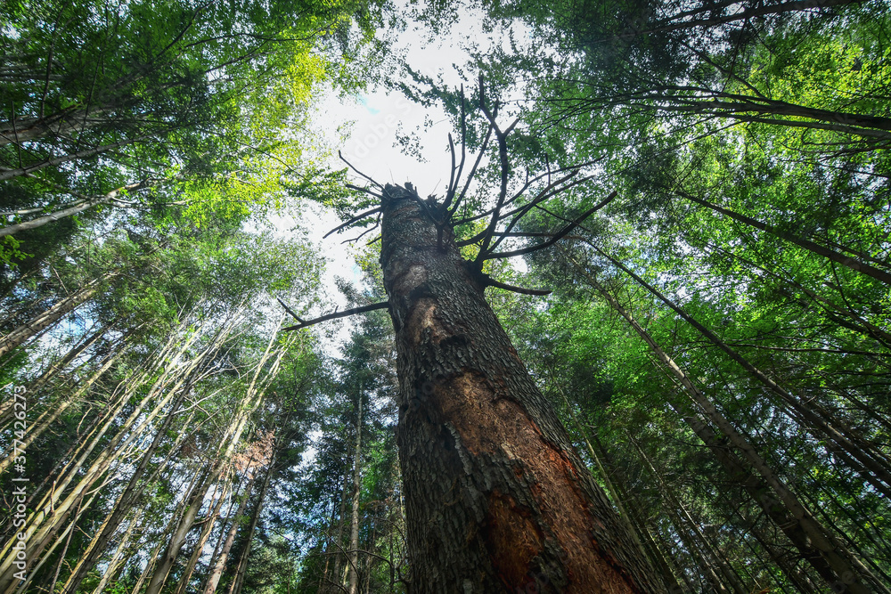 Fototapeta premium Bottom view of tall old trees in evergreen spruce forest