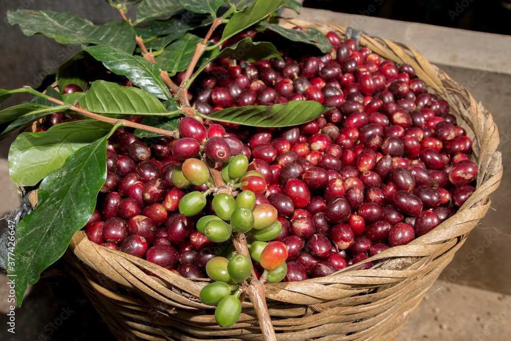 A wicker full of delicious coffee berries, and with a branch with a bunch of cherries A wicker full of delicious coffee berries, and with a branch with a bunch of cherries