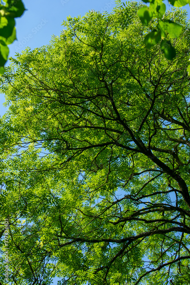 Fototapeta premium Vibrant Green Leaves in Light and shade