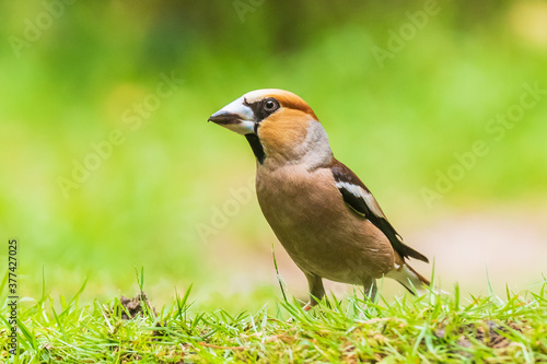 Closeup of a male hawfinch Coccothraustes coccothraustes songbird perched in a forest.