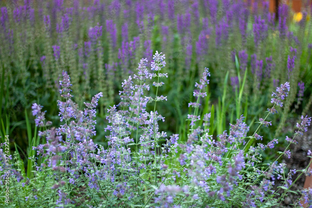 Fototapeta premium field of lavender
