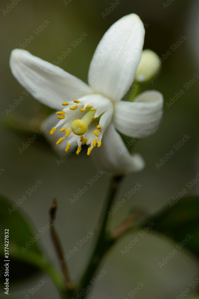 Fototapeta premium Flor de azar
