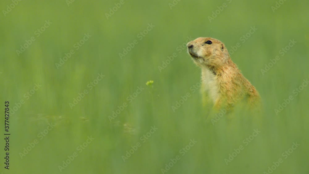 Black tailed prairie dog watching for danger in grassland Black tailed prairie dog watching for danger in grassland