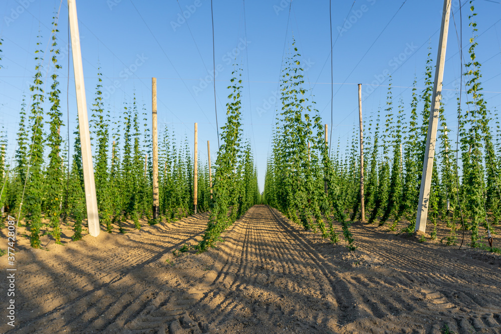 Green hops field. Fully grown hop bines. Hops field in Bavaria Germany ...