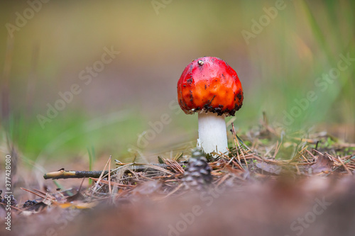 amanita muscaria, fly agaric or fly amanita basidiomycota muscimol mushroom