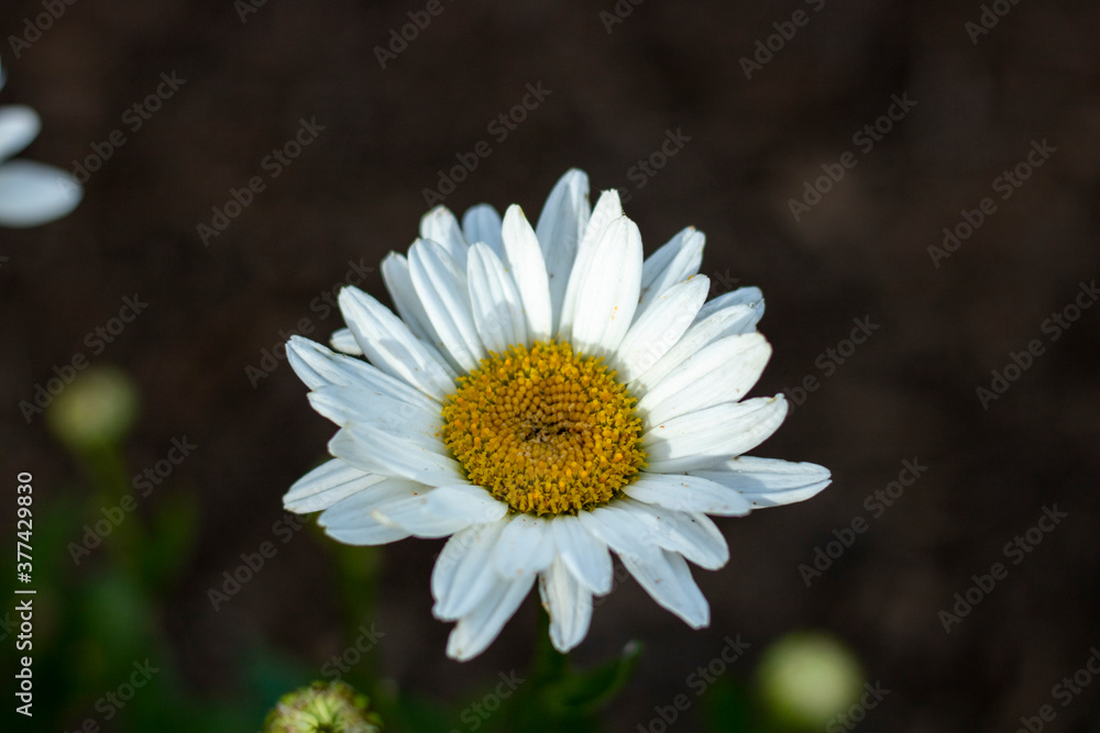 Fototapeta premium close up of daisy