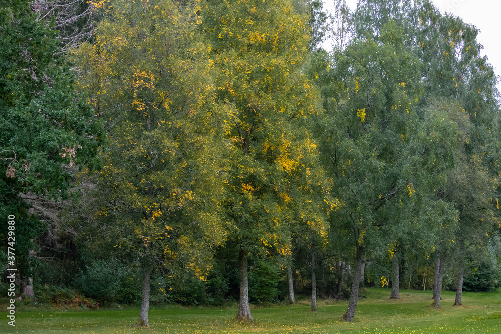 Naklejka premium Trees with autumn colors on a golf course in Sweden, Europe