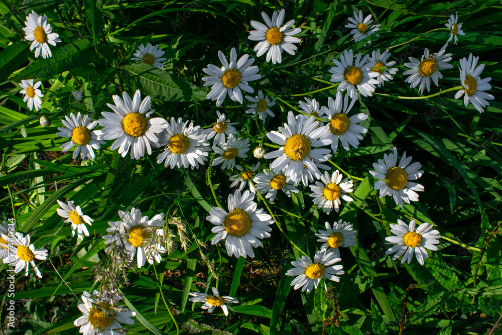 Vibrant Colorful Daisy Flowers
