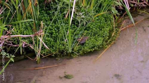 A Sora bird, Porzana carolina, walking on green vegetation near the water in a marsh. Also known as the sora rail or sora crake. Two slow motion hand held clips with zoom in.