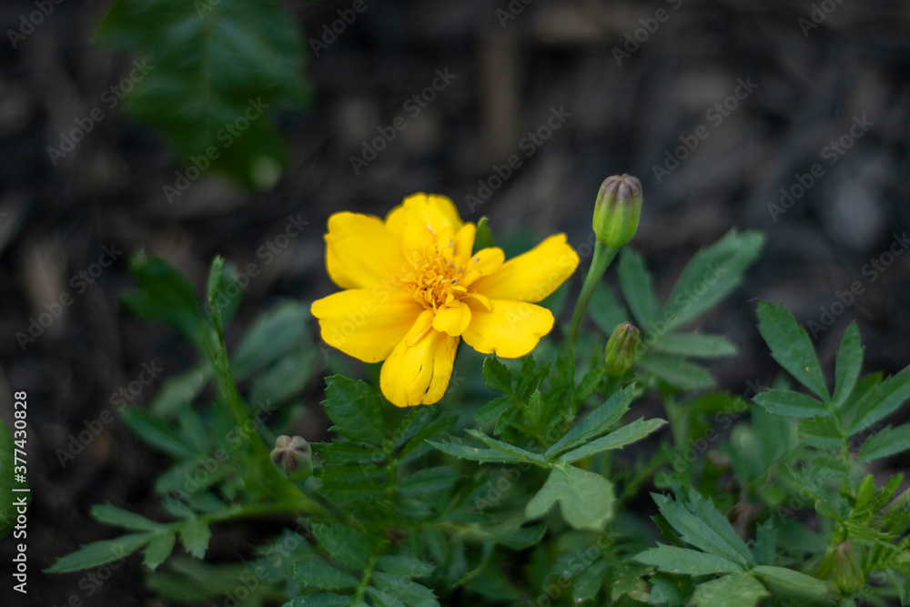 Fototapeta premium yellow flower in the garden