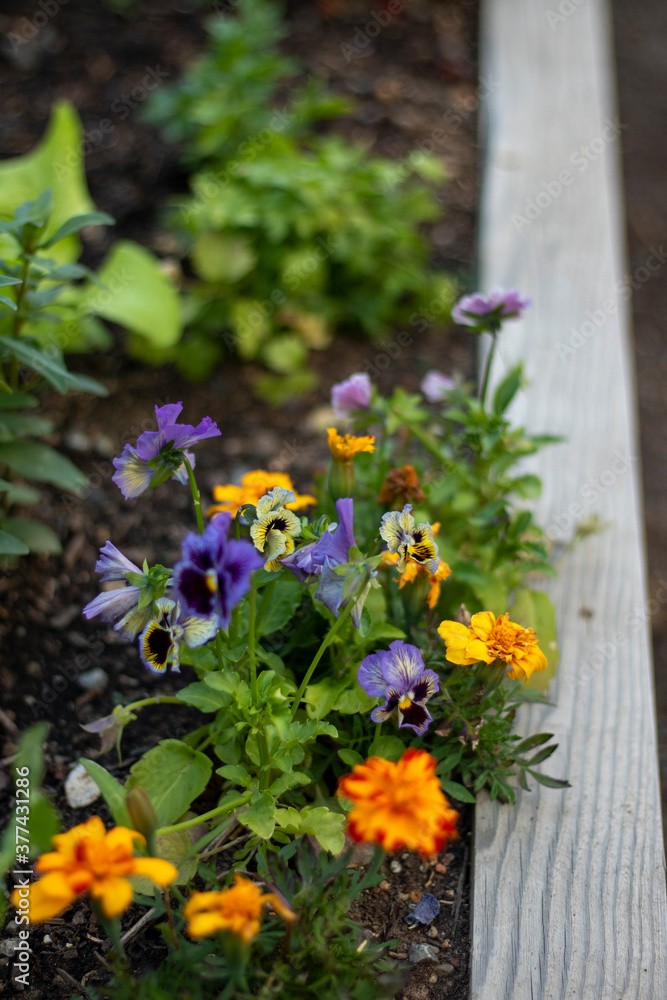 Naklejka premium flowers in the garden