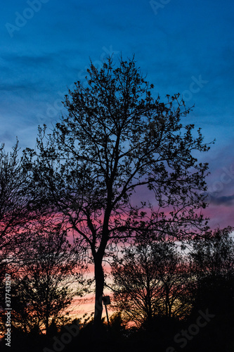 Vibrant Winter Sunset with Tree Silhouette © alan
