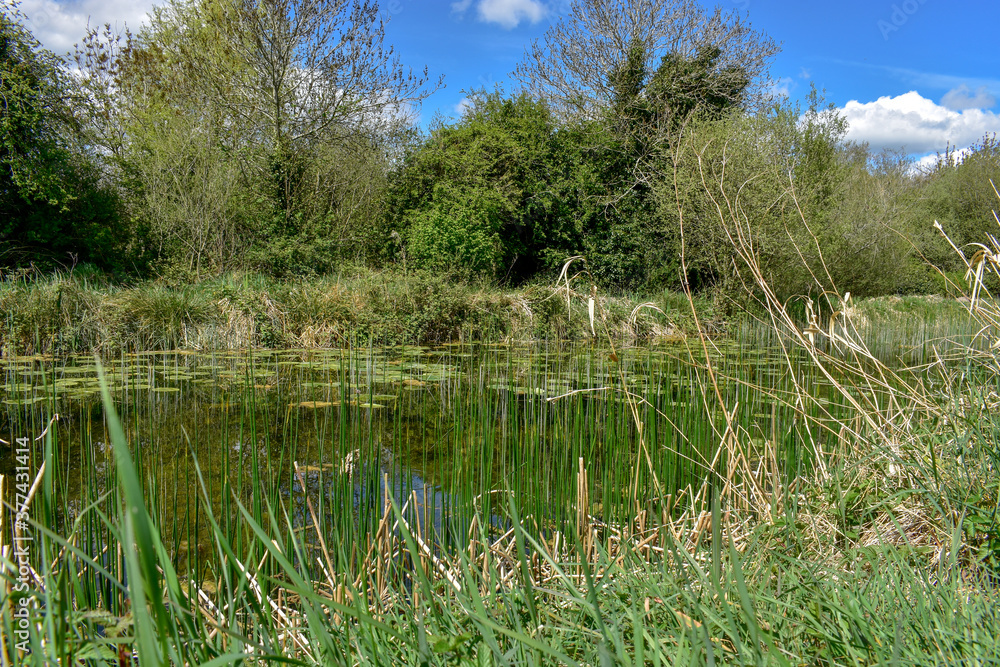 Beautiful Summers Day at Irish Canal Beautiful Summers Day at Irish Canal