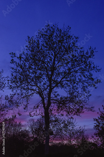Vibrant Winter Sunset with Tree Silhouette
