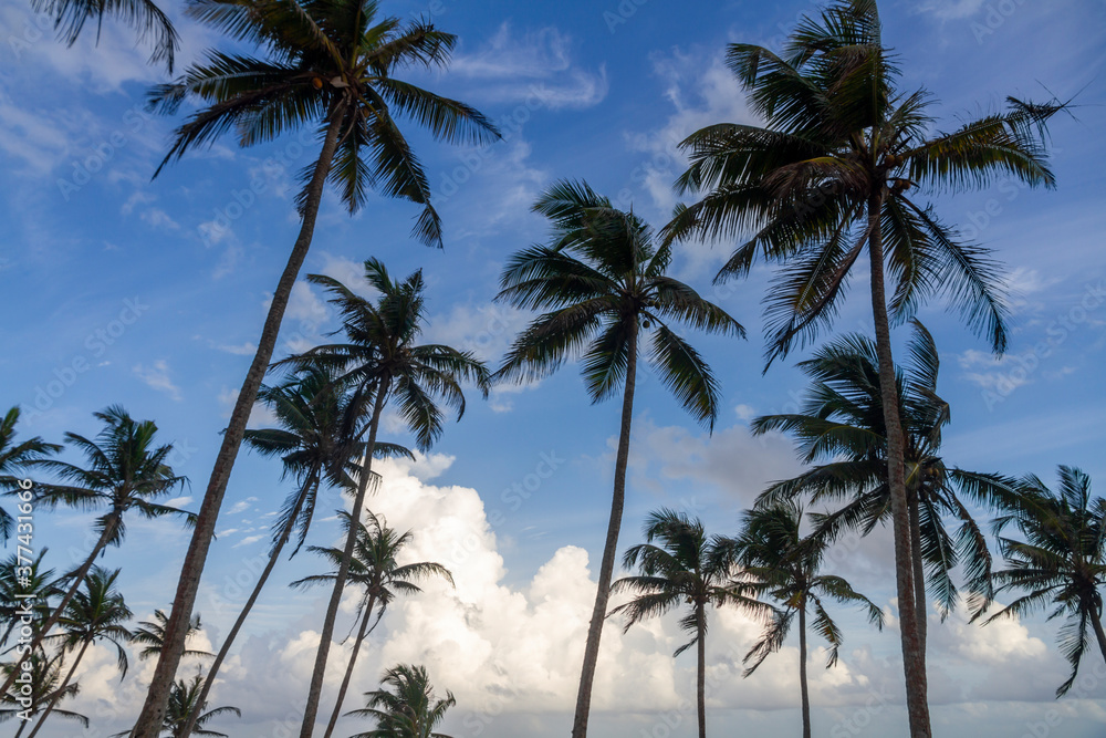 Coconut palm trees against a dusk sky