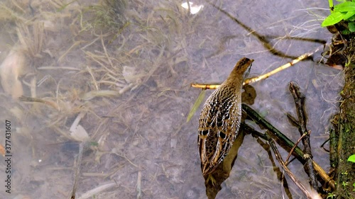 A Sora bird, Porzana carolina, wading in shallow water in a marsh. Also known as the sora rail or sora crake. Slow motion hand held clip from above.