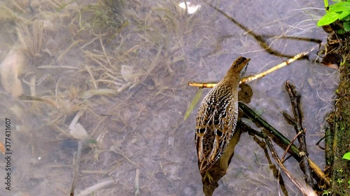 A Sora bird, Porzana carolina, wading in shallow water in a marsh. Also known as the sora rail or sora crake. Slow motion hand held clip from above. photo
