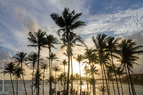 Coconut palms on Coconut hill  Marissa  Sri Lanka