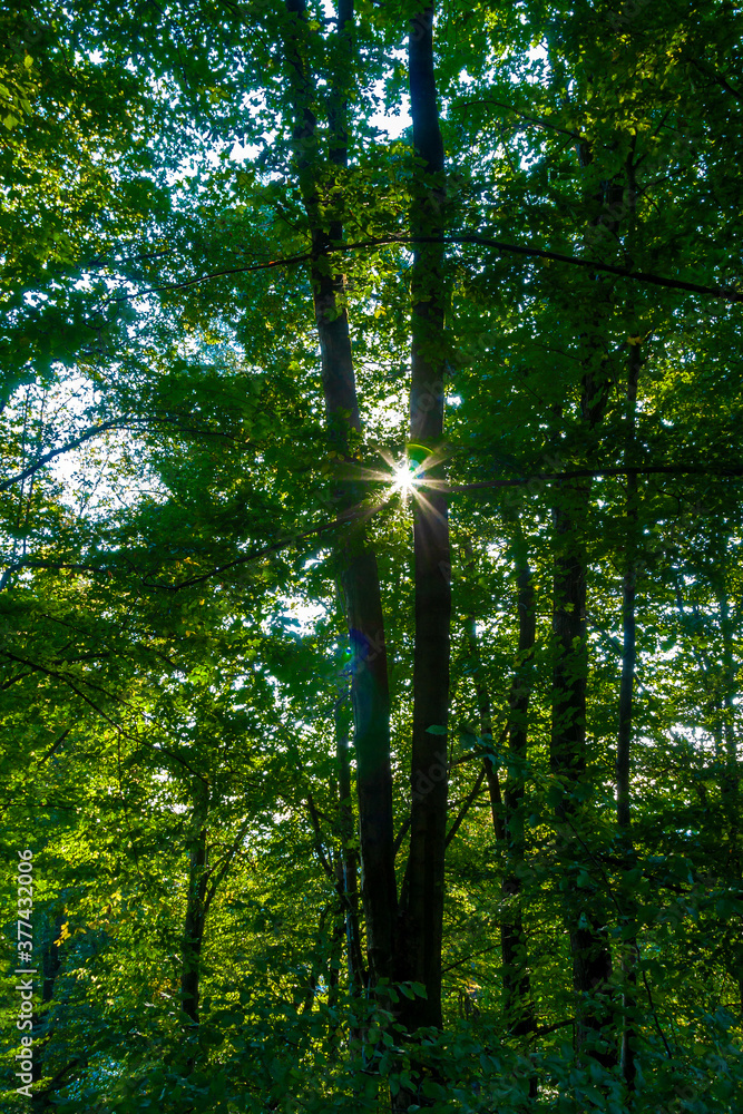 Fototapeta premium forest in the morning