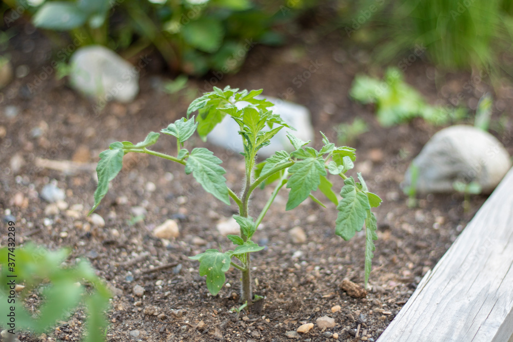 sprout sprout